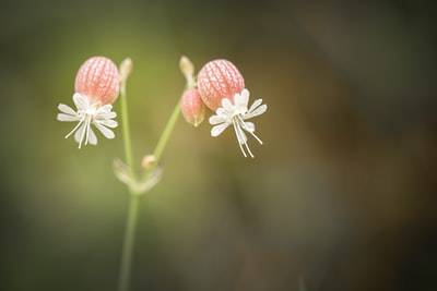 两朵白色花瓣的特写照片